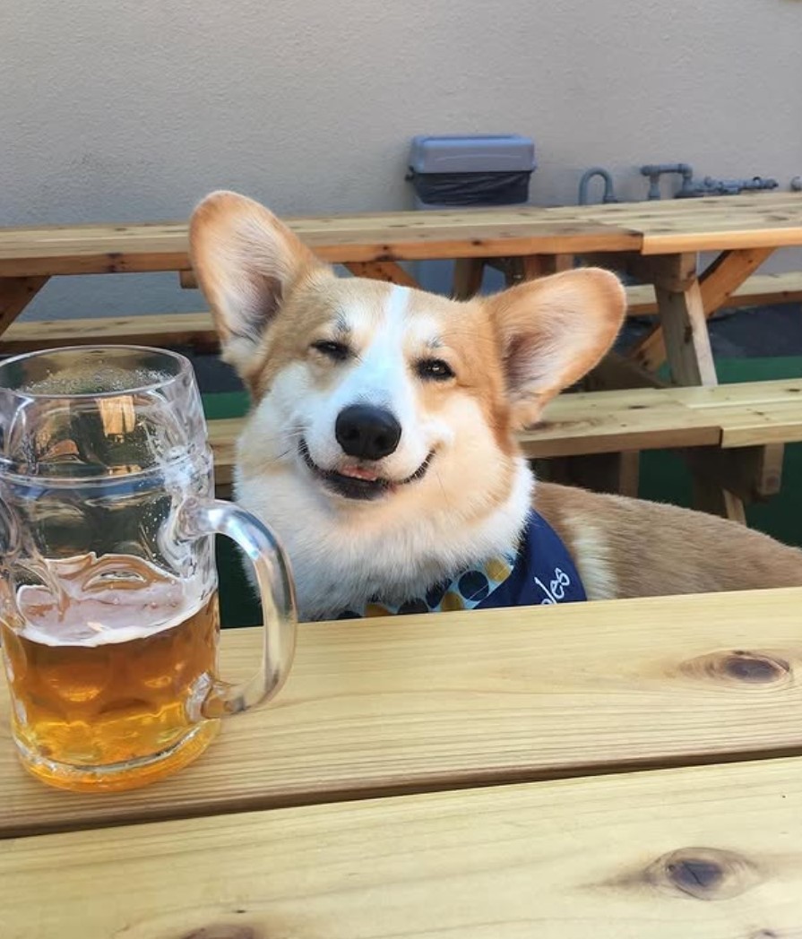 Smiling dog with a beer